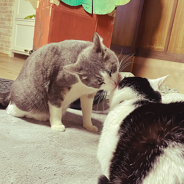 nekosamaさんの部屋