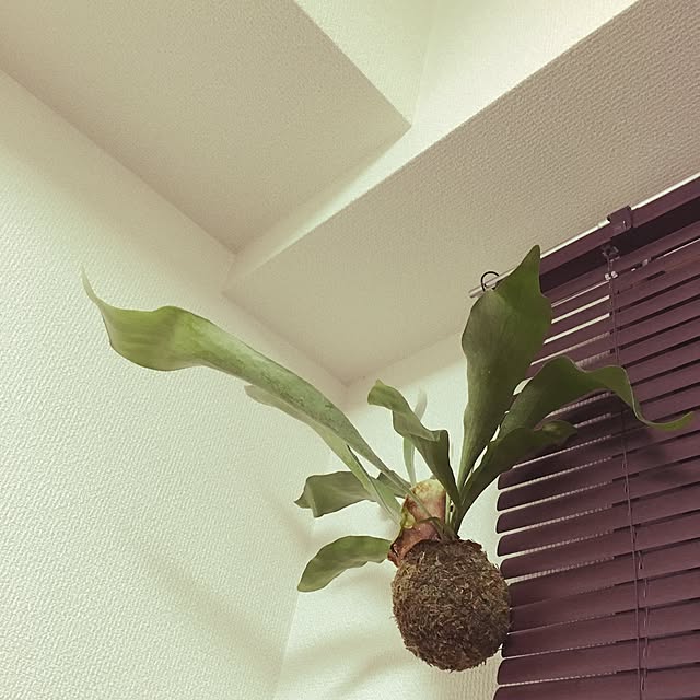 Akiraさんの実例写真