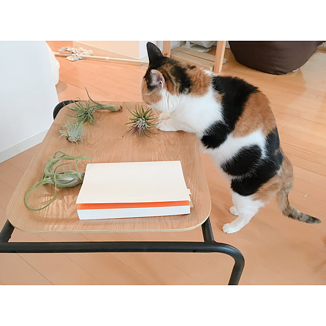 warashibeさんの実例写真