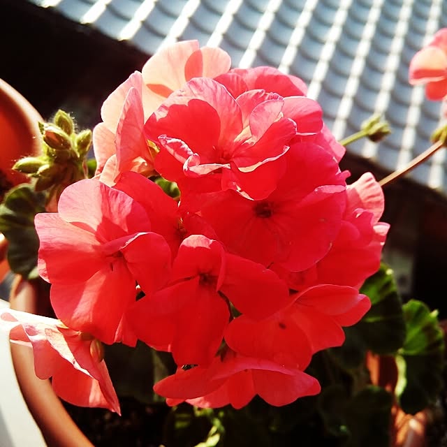 VERANDARJUNさんの実例写真