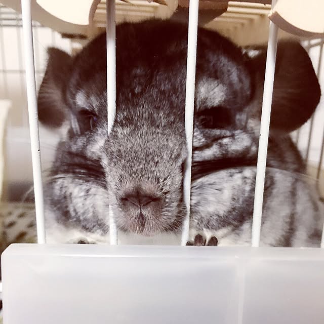 kinakoさんの実例写真