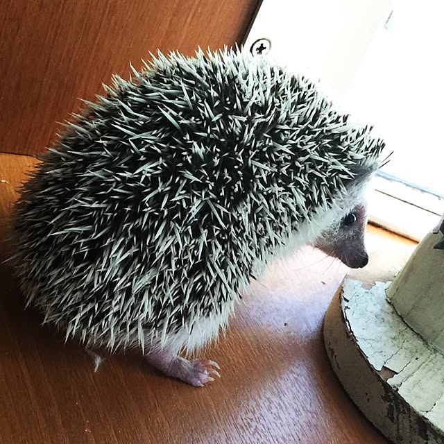 RURULOVEさんの実例写真