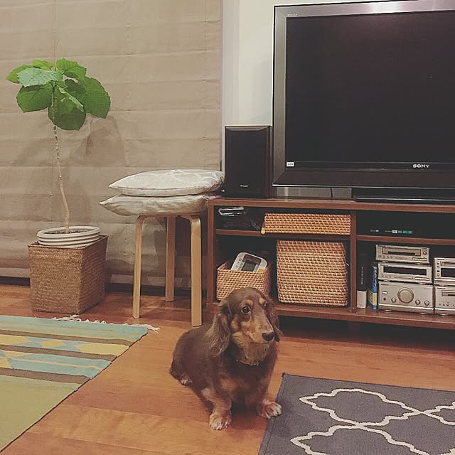 mimosaさんの実例写真