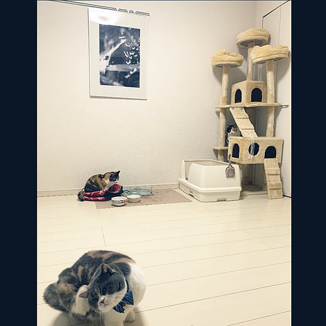 tsugumo8300さんの実例写真