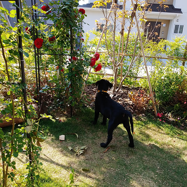 玄関/入り口/犬/ラブラドール/庭/つる薔薇のインテリア実例 - 2021-04-30 17:02:41
