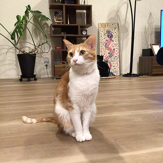 houenさんの部屋