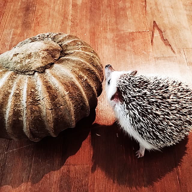 saokoさんの実例写真