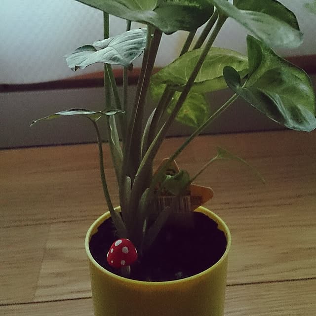 amaki35さんの実例写真