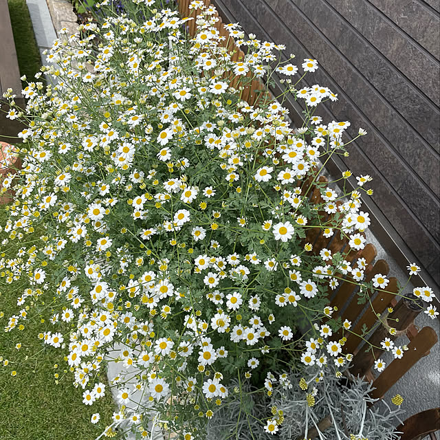 kanaさんの実例写真