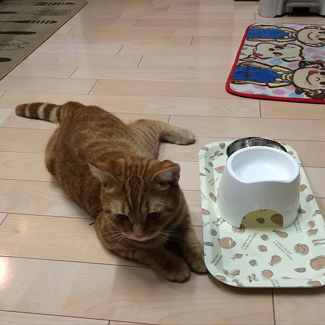 nekoさんの実例写真