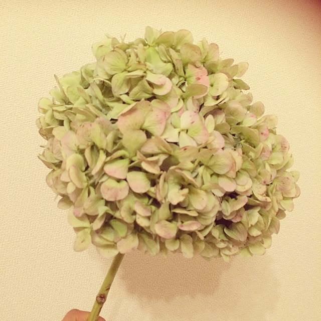 部屋全体/一人暮らし/植物/手作りのインテリア実例 - 2015-05-05 22:41:50