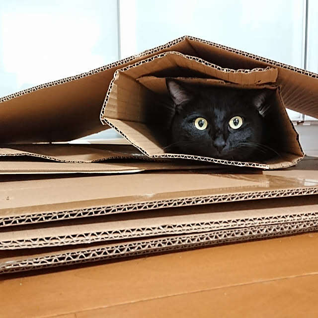 maikyさんの実例写真