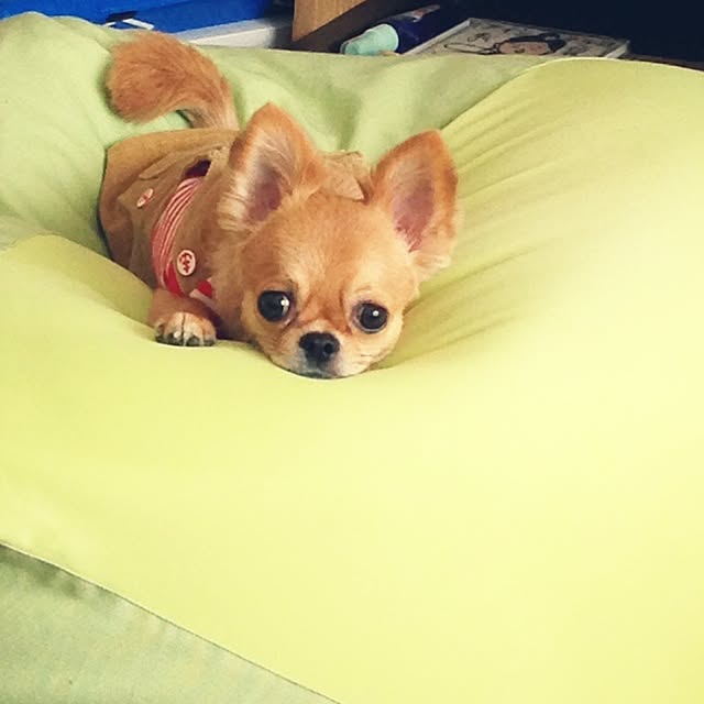 kanaeさんの実例写真