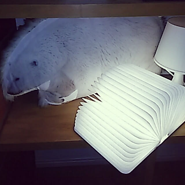 spinetailさんの実例写真