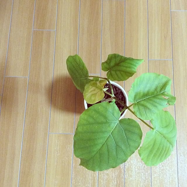 satoさんの実例写真