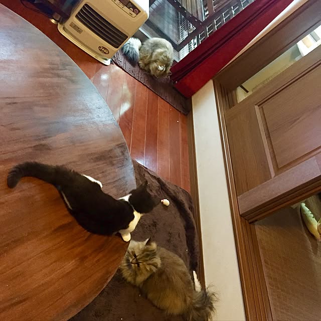 butachanさんの実例写真