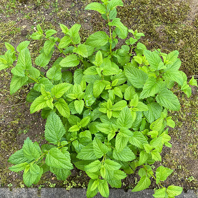 何作ろうかな/毎年咲く/レモンバーム/蒸し暑い/雨25℃...などのインテリア実例 - 2021-05-16 15:11:01