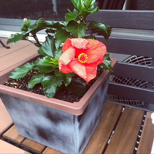 flowerさんの実例写真