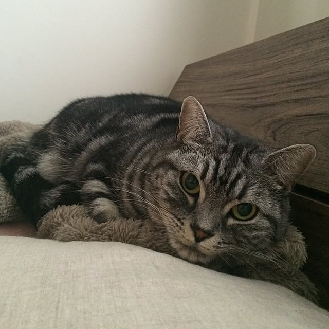 mikomaruさんの実例写真