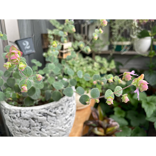 meguko.ryanさんの部屋