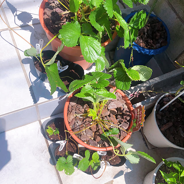 chacoさんの部屋