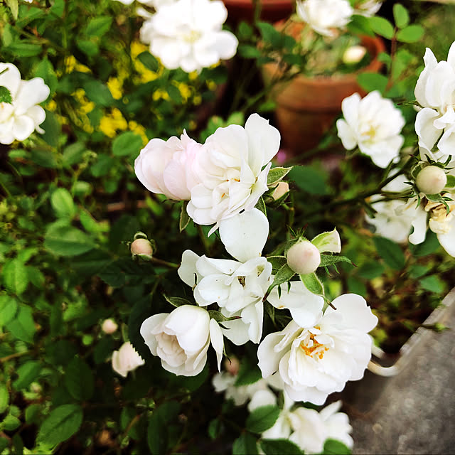 beautifulflowerさんの実例写真