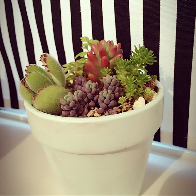 Ayamiさんの実例写真