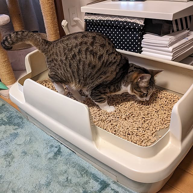 diopucciさんの部屋