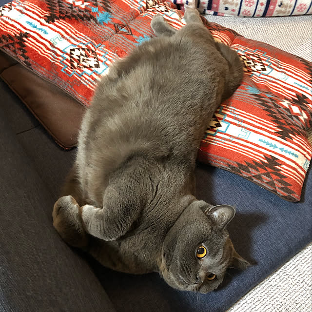 Shojiさんの実例写真