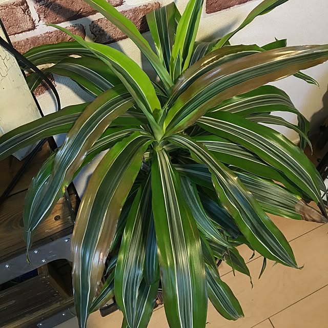 tetra163さんの実例写真