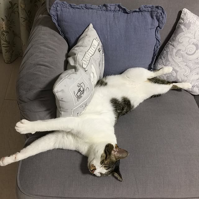 yuchiさんの実例写真
