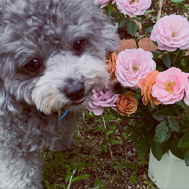 vickyfukuさんの実例写真