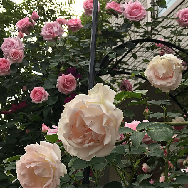 m.h.mammyさんの実例写真