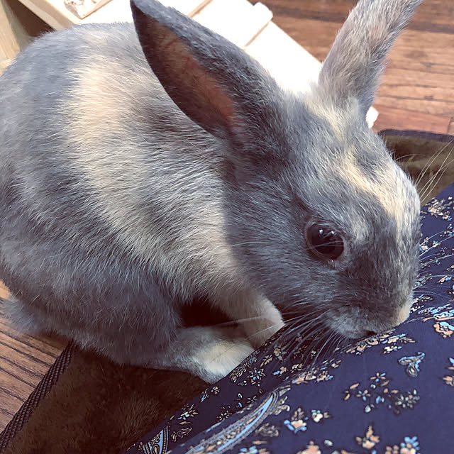 Lilyさんの実例写真