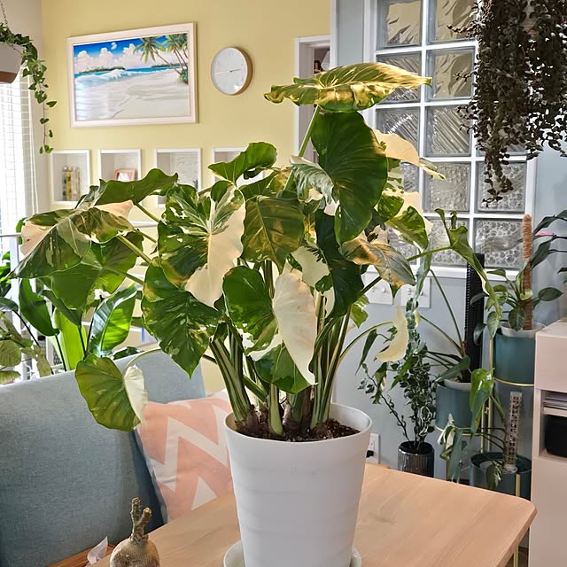 nonbiri_house_さんの実例写真