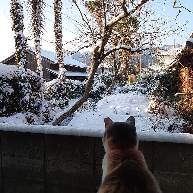 fukuさんの実例写真