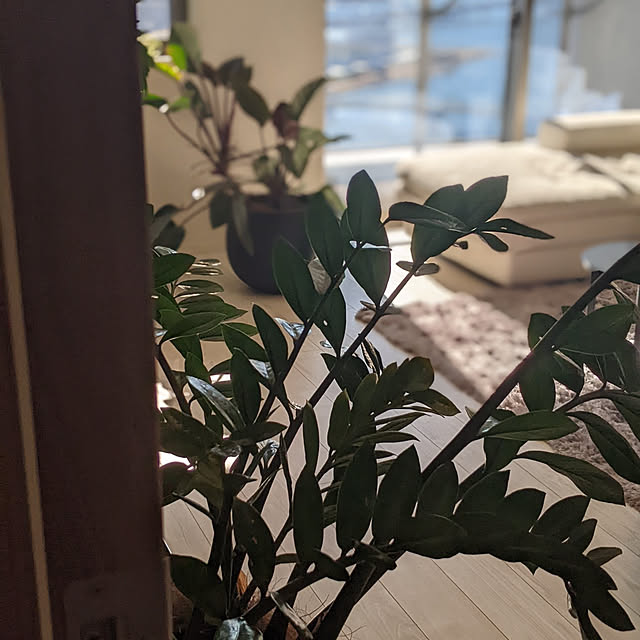 konpyさんの実例写真