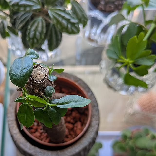 mi-saさんの部屋