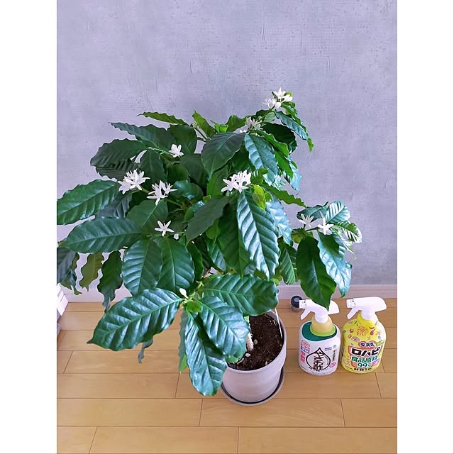 kazafunaさんの実例写真