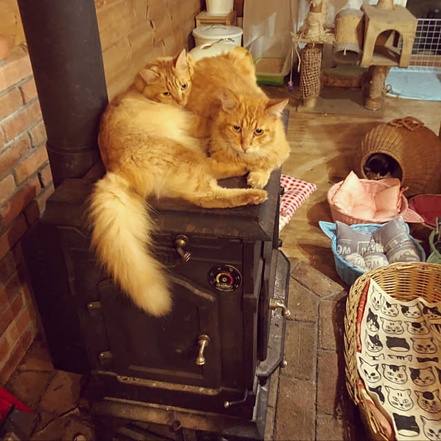 Maki-nekomamireさんの実例写真