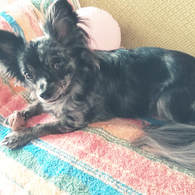 Junkoさんの実例写真