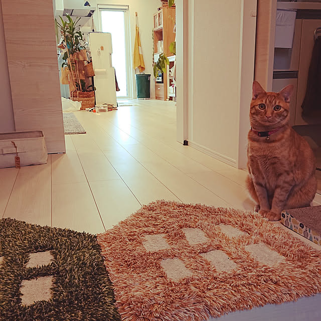 部屋全体/観葉植物のインテリア実例 - 2022-02-27 12:53:32