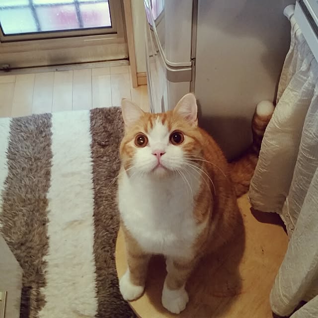 mi123さんの実例写真