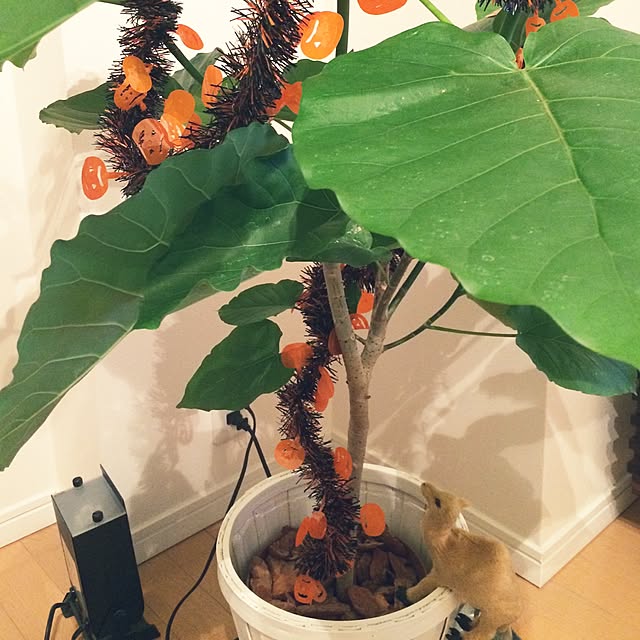 yuccanyanさんの実例写真