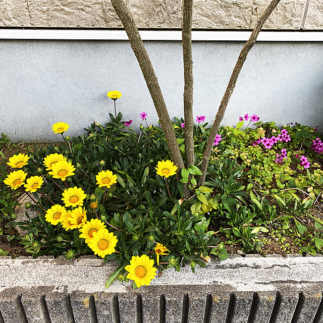 Kakashiさんの実例写真