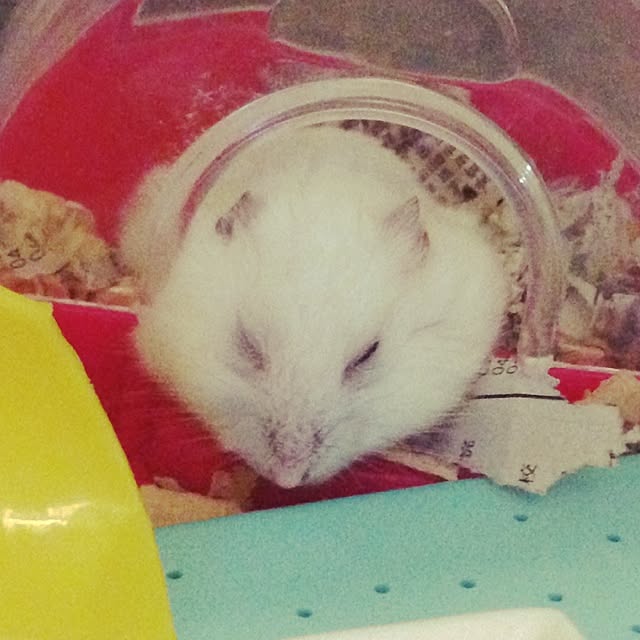 jnjnforesterさんの実例写真