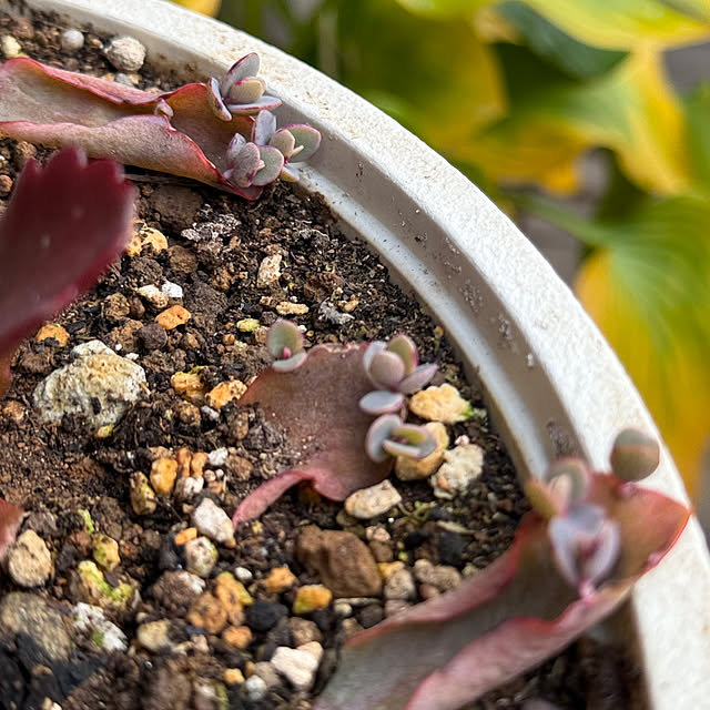 Aqettyさんの部屋