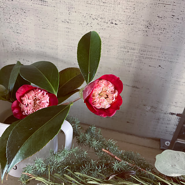 momomoさんの実例写真