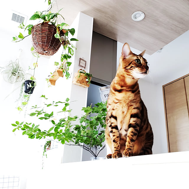 megu.catさんの実例写真