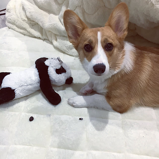 3ayuさんの実例写真